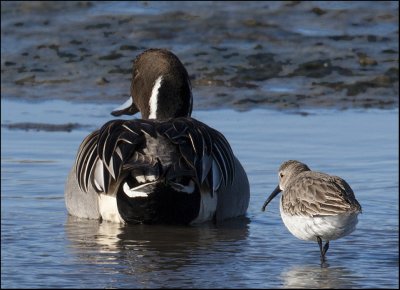 Sandpiper + Pintail 