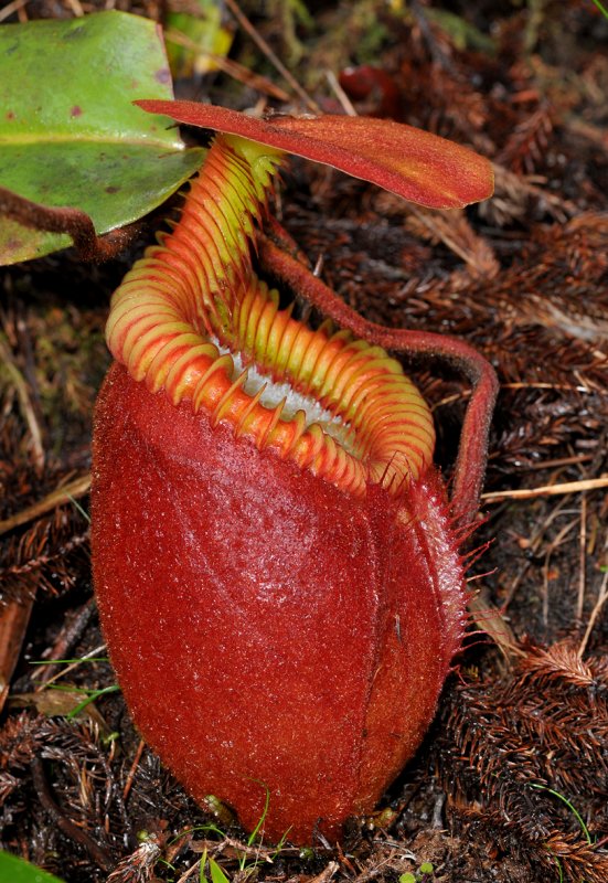 Nepenthes villosa