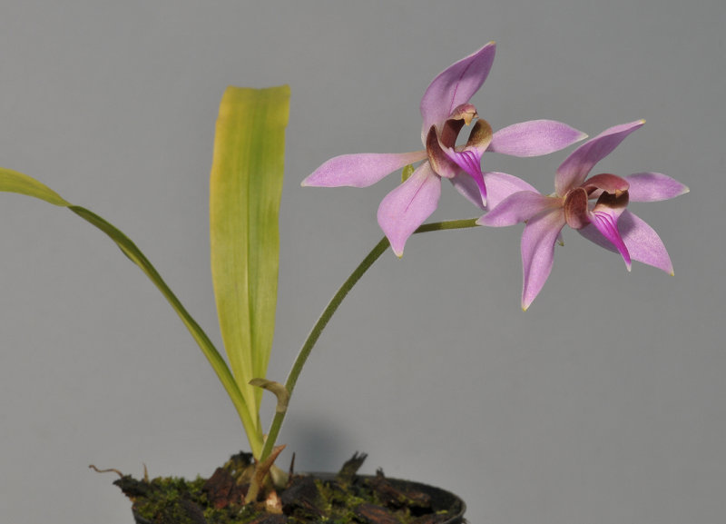 Ancistrochilus rothschildianus.