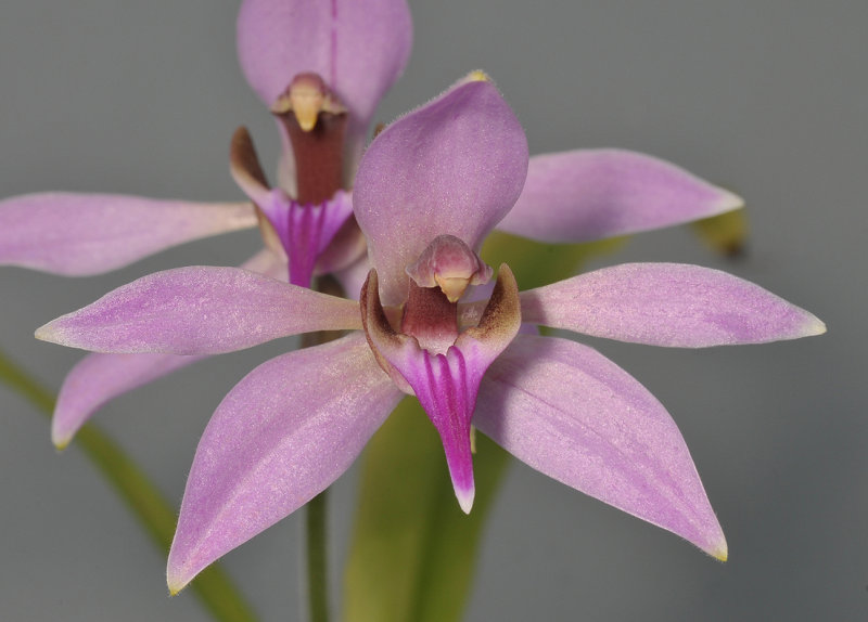 Ancistrochilus rothschildianus. Close-up.