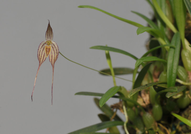Bulbophyllum triaristella (B. intersitum).