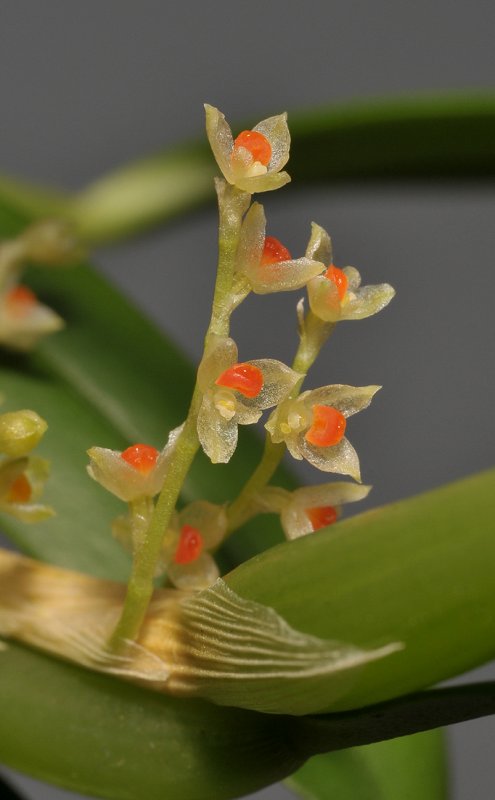 Bulbophyllum savaiense subsp. subcubicum. Close-up.