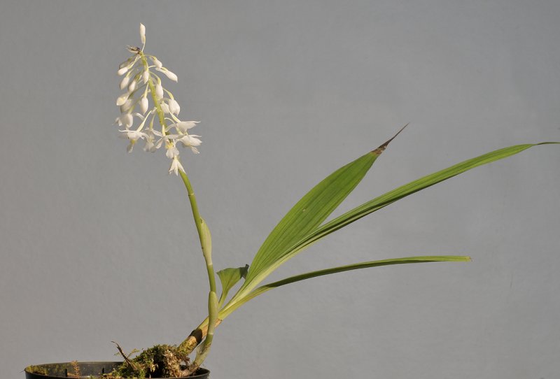 Calanthe angustifolia.
