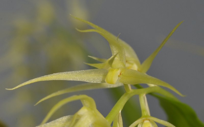 Dendrochilum arachnites. Close-up.