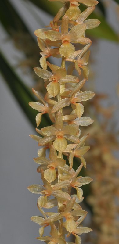 Dendrochilum convallariiforme var. minor. Closer.
