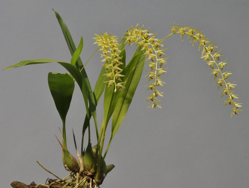 Dendrochilum gracile.