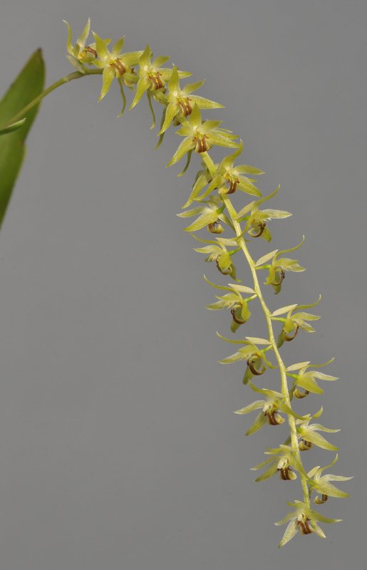 Dendrochilum gracile. Closer.