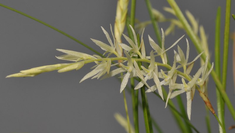 Dendrochilum warrenii. Closer.