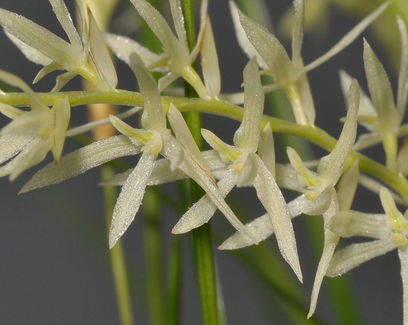 Dendrochilum warrenii. Close-up.