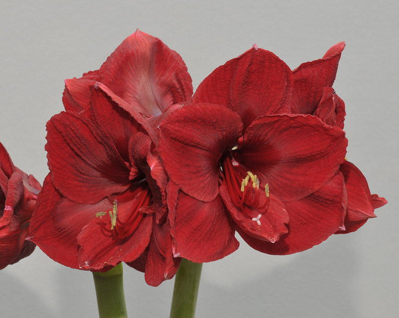 Hippeastrum Benfica. Close-up.