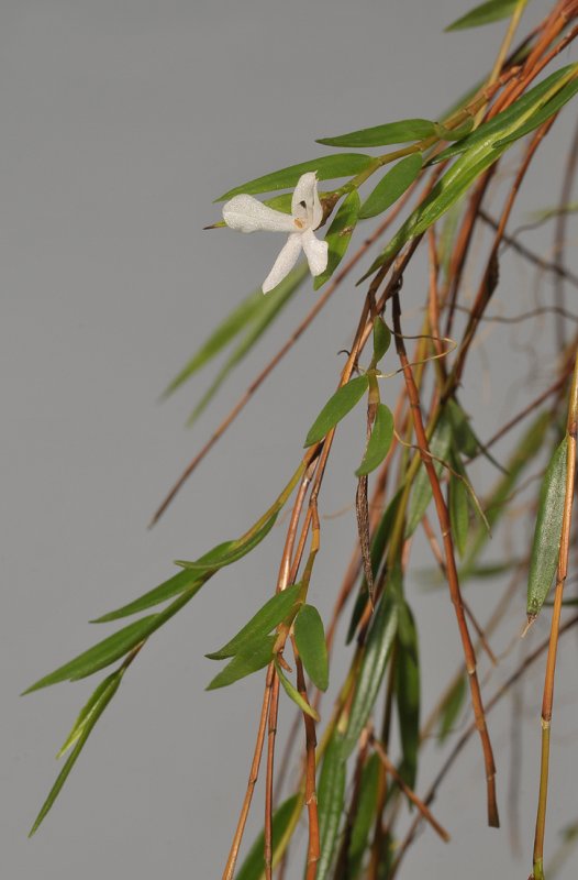 Glomera acutiflora.