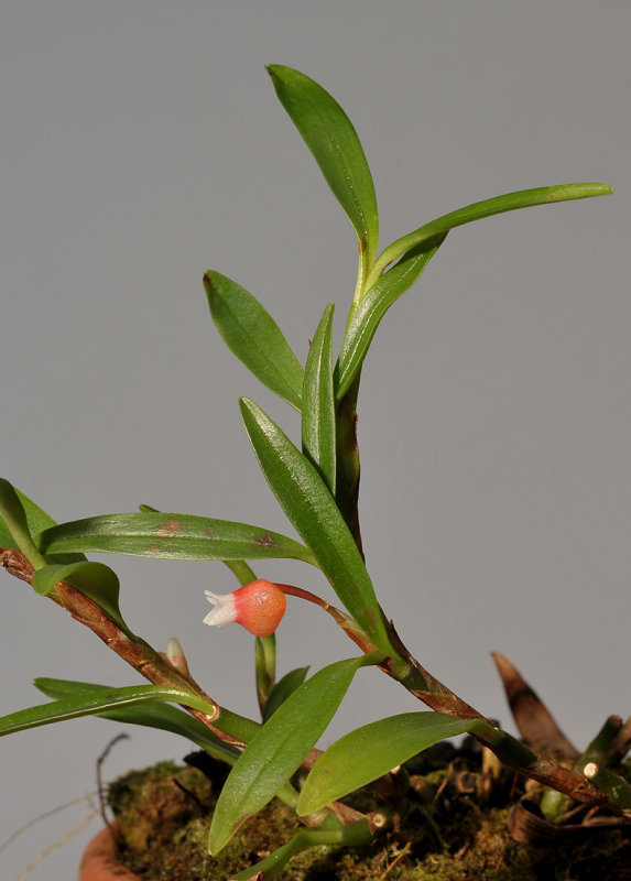 Mediocalcar bifolium.