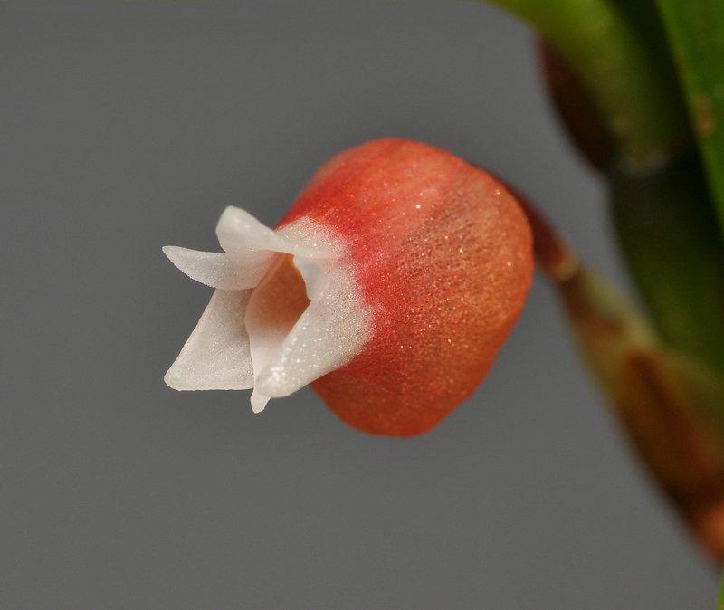 Mediocalcar bifolium. Close-up.