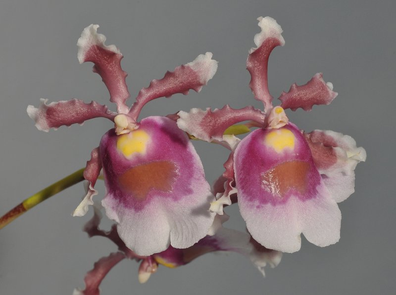 Oncidium fuscatum.