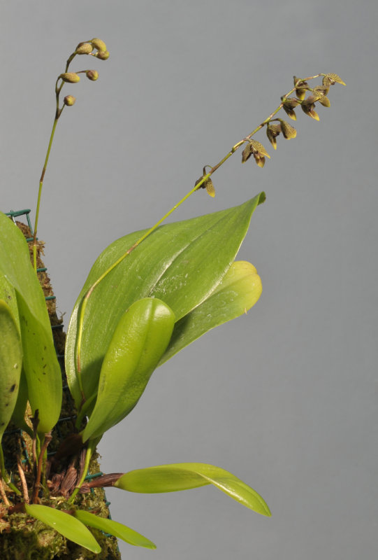 Pleurothallis lehmanneptis.