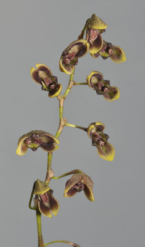 Pleurothallis lehmaneptis. Closer.