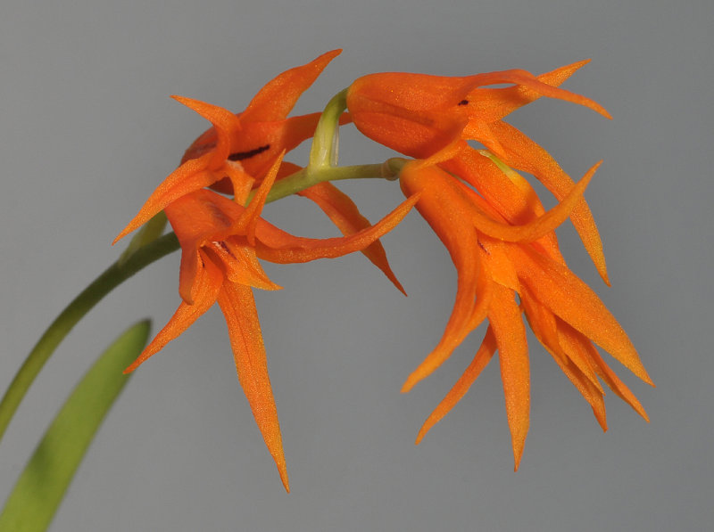 Ada aurantiaca. Close-up.