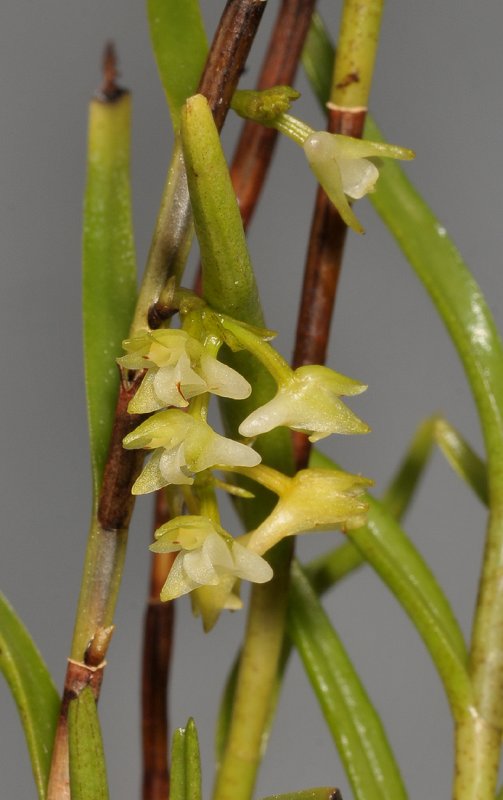 Appendicula linearis. Closer.