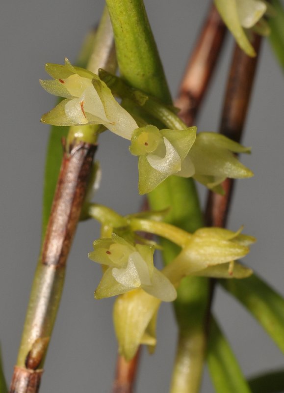 Appendicula linearis. Close-up.