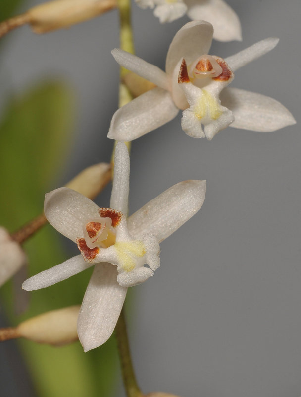 Coelogyne pholidotoides. Close-up.