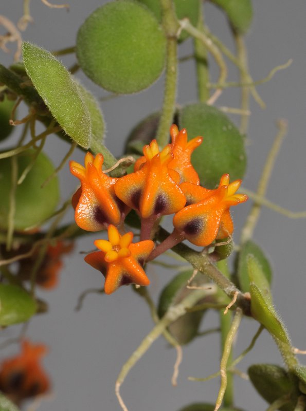 Dischidia astephana. Close-up.