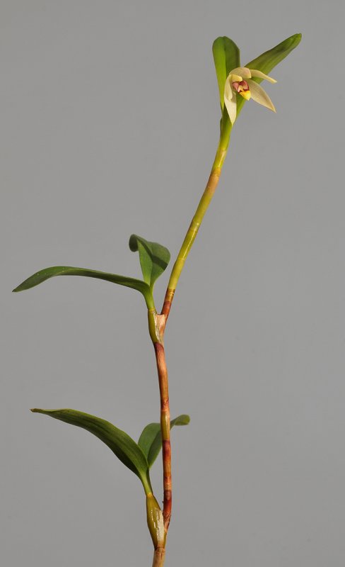 Epigeneium spec.