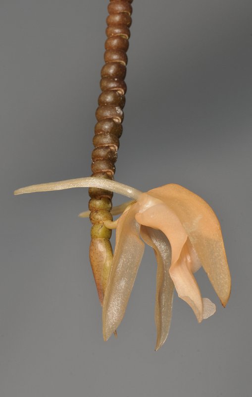 Coelogyne monilirachis. Close-up.