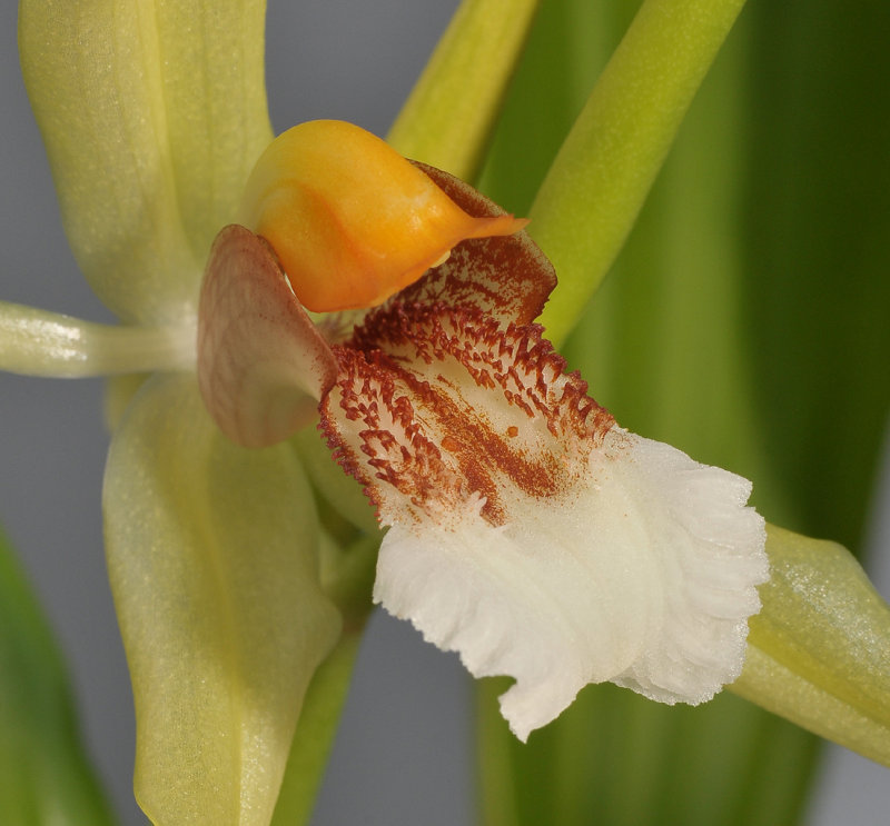 Coelogyne rumphii. Close-up.