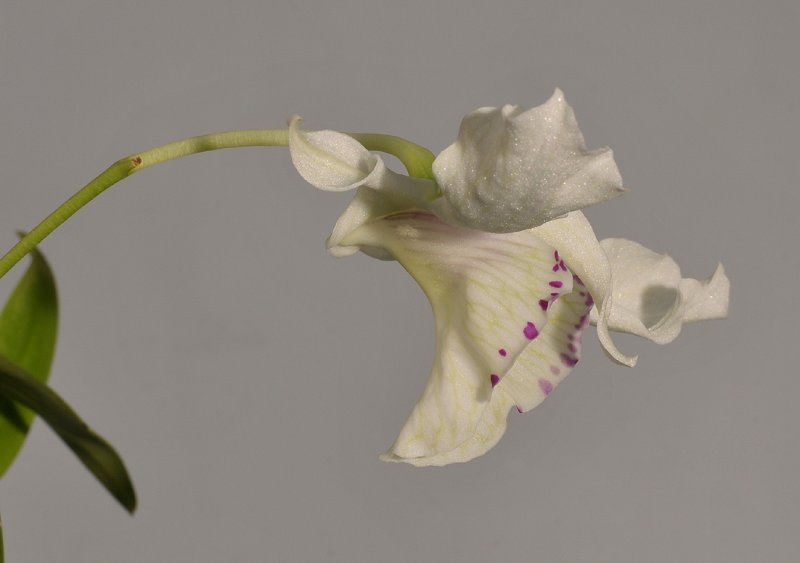Dendrobium rhodostictum. Close-up side.