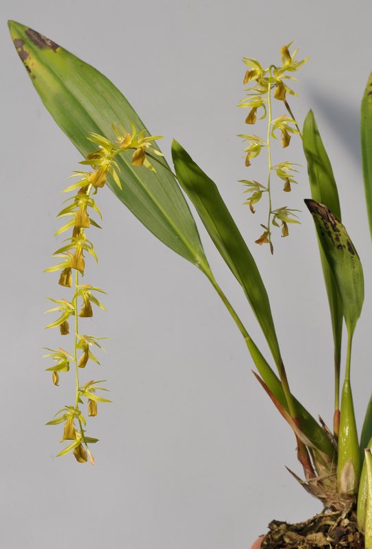 Dendrochilum sp. Big flowered.