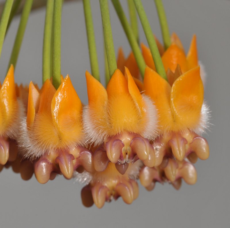 Hoya. Close-up.
