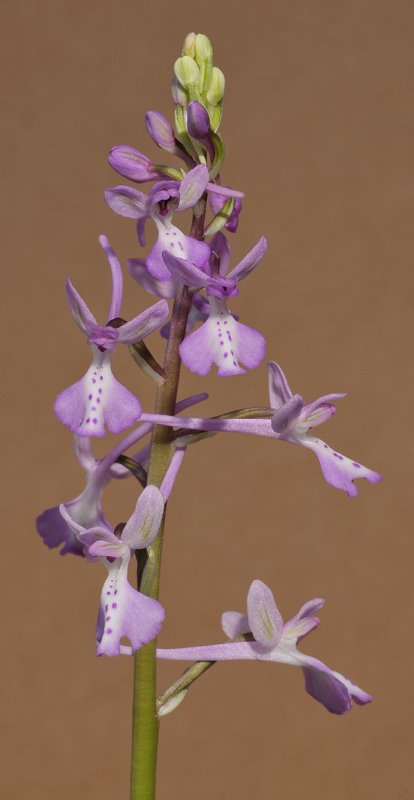 Orchis anatolica.