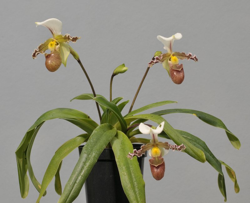 Paphiopedilum tranlienianum.