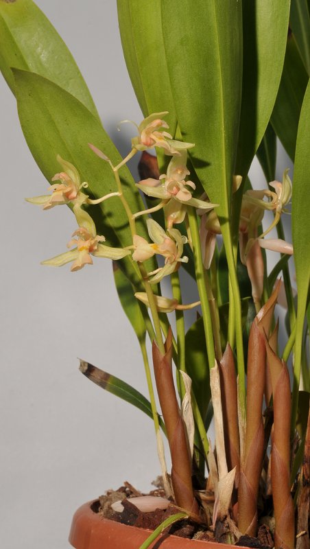 Chelonistele amplissima
