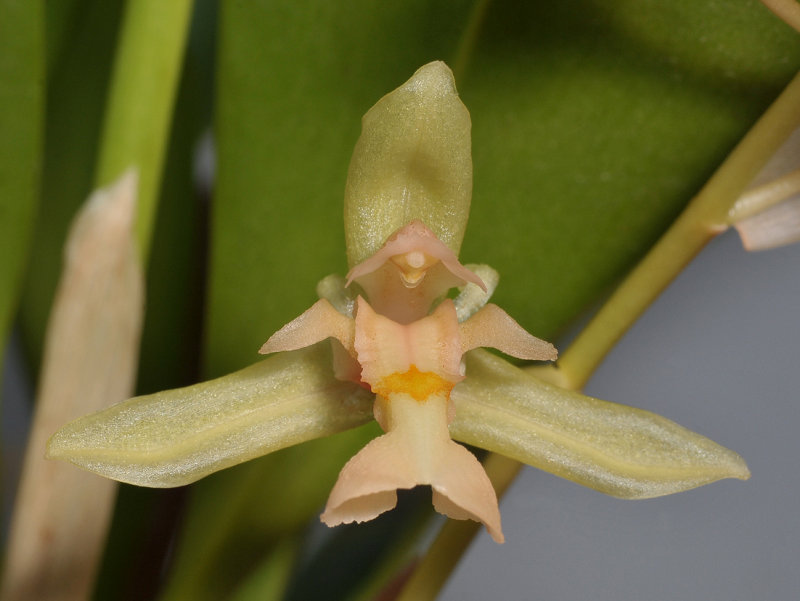 Chelonistele amplissima. Close-up.