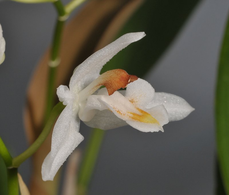 Chelonistele dentifera. Close-up side.