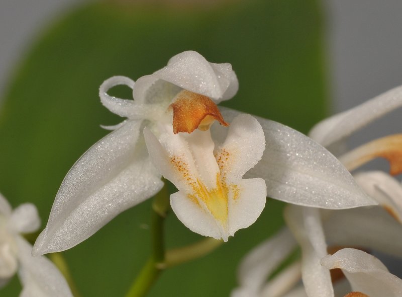 Chelonistele dentifera. Close-up.