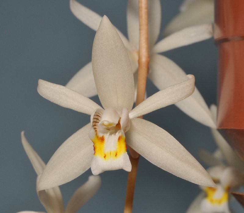 Coelogyne flaccida. Close-up.