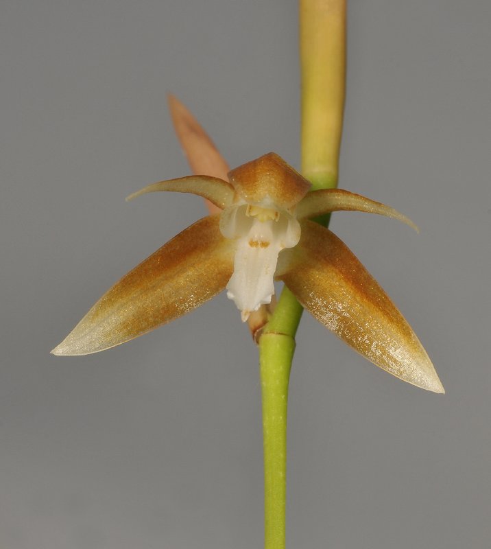 Coelogyne sp. aff. alvinlokii. Close-up.