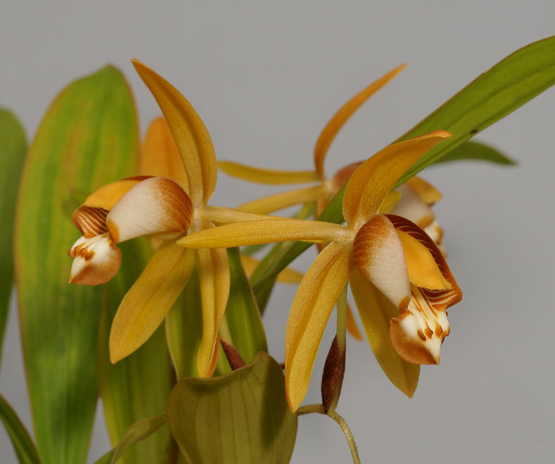 Coelogyne squamulosa. Closer.
