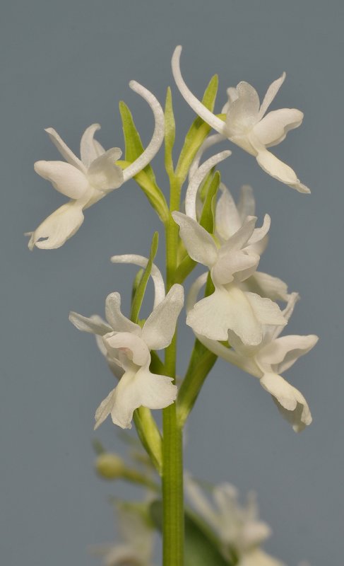 Dactylorhiza romana. Pale.