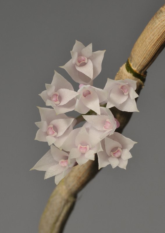 Dendrobium caliculi-mentum. Close-up.