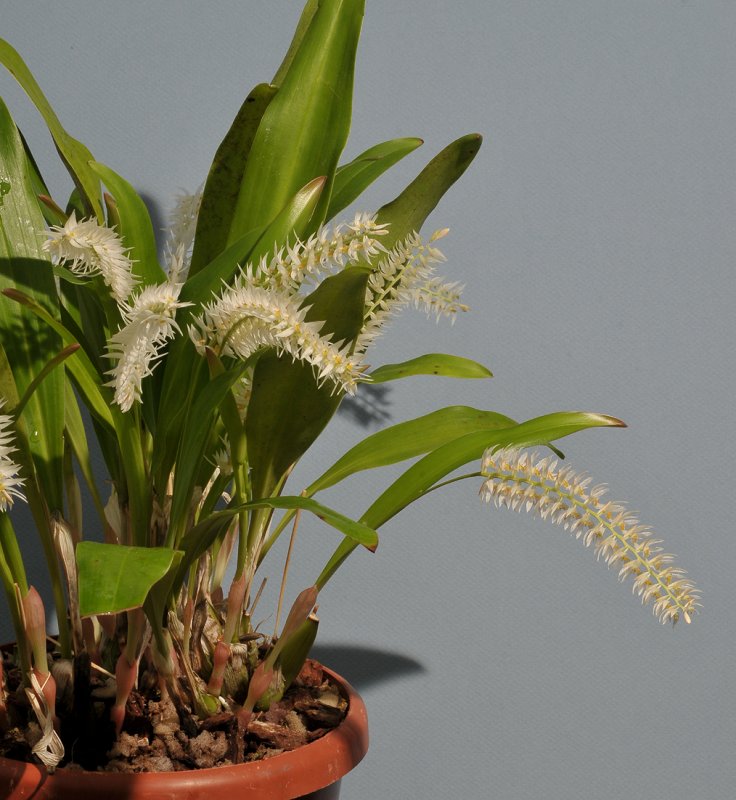 Dendrochilum glumaceum.