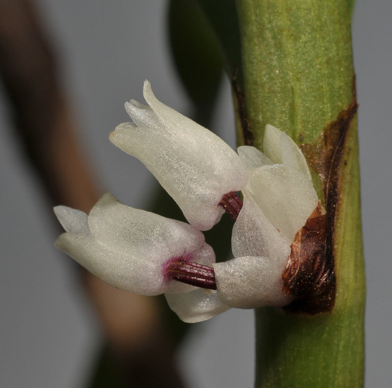 Eria kalelotong. aff sp. nov. Close-up side.