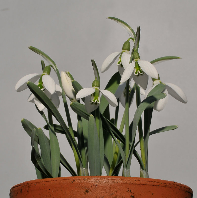 Galanthus gracilis.