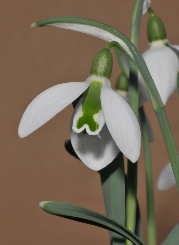 Galanthus gracilis. Close-up.