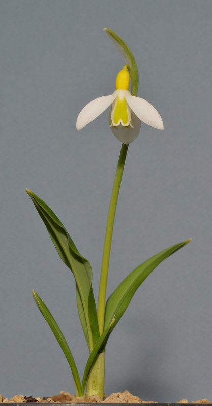 Galanthus plicatus Wendys Gold.