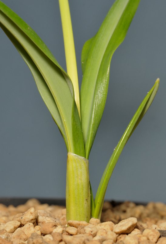 Galanthus plicatus Wendys Gold. Foliage detail.