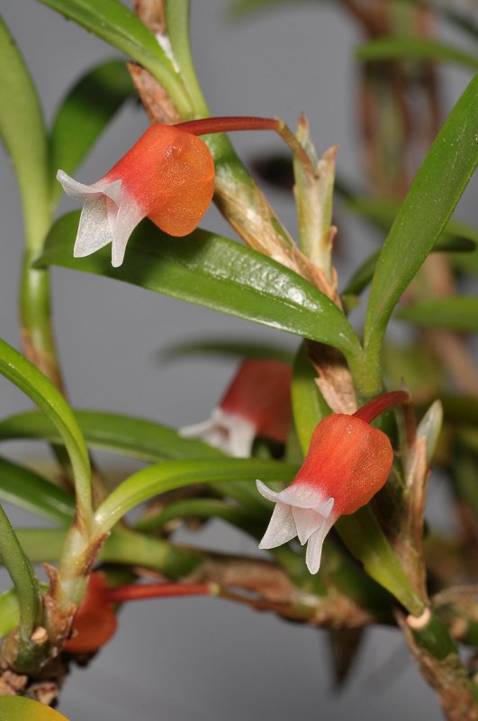 Mediocalcar bifolium. Closer.