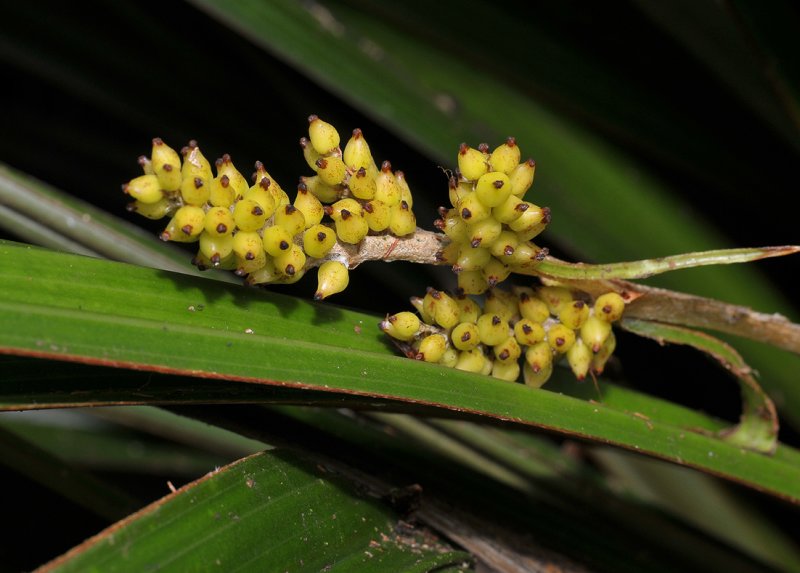 Astelia hemichrysa.